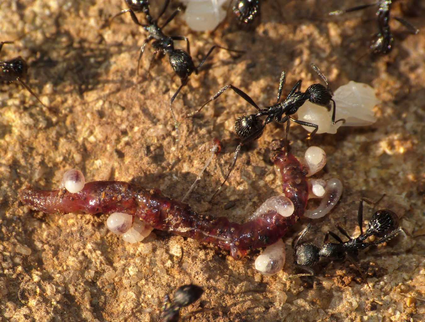 Aphaenogaster spinosa; si mangia a buffet